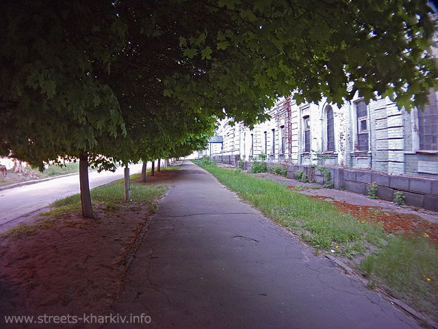 Деревья на переулке Ротном