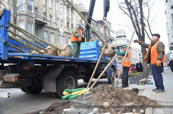 В Харькове вісаживают деревья