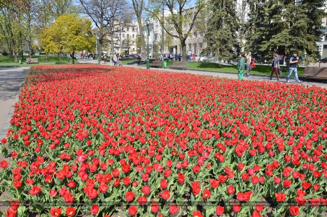 Харьков цветы